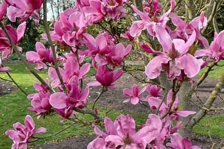 zeigt weinrote Magnolienblüten