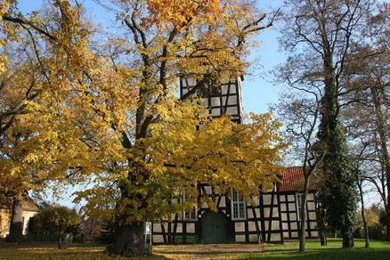 zeigt Fachwerkkirche und Baum mit gelbem Herbstlaub