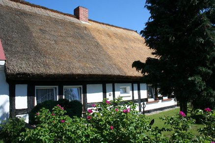 zeigt ein flacheres altes Fachwerkbauernhaus mit weißen Putzflächen und Schilfdach vor blühenden Hundsrosen
