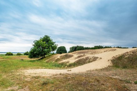 zeigt eine Binnendüne, Rasenflächen und Sträucher