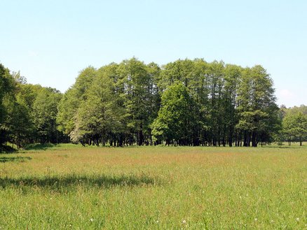 zeigt Blick auf Wiese und Waldstück