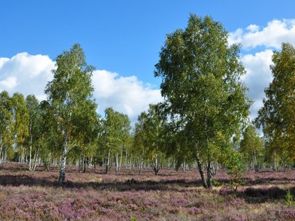 Heidelandschaft bei Ahlbeck zeigt blühende Heidelandschaft bei Ahlbeck