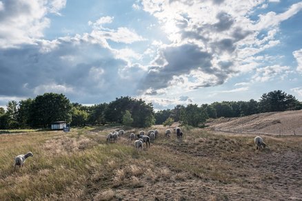 zeigt Binnendüne und Magerrasenflächen mit weidenden Schafen