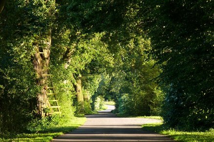 zeigt eine dichte grüne Baumallee mit schmaler Asphaltstraße