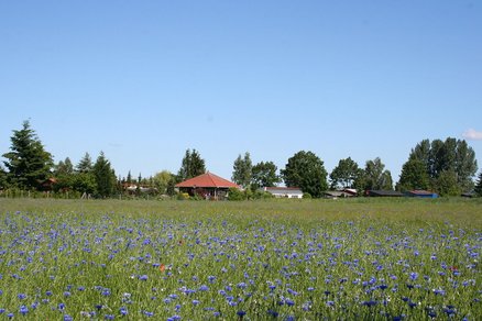 zeigt eine Grünfläche mit blau blühenden Kornblumen und mehreren kleineren Gebäuden im Hintergrund