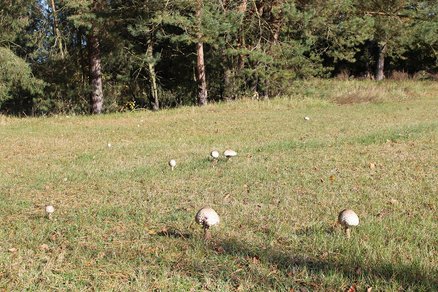zeigt mehrere Schirmpilze vor einer Waldkante