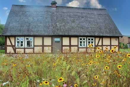 zeigt vor gelben Blumen ein Fachwerkhaus mit beiger Putzausfachung und Schilfdach