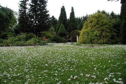 zeigt eine Blumenwiese und angrenzende Bepflanzung im Botanischen Garten