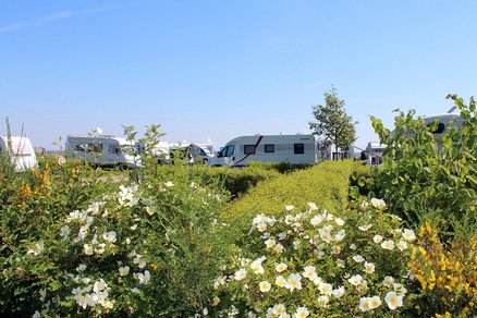 zeigt Wohnmobile hinter einer Strauchhecke