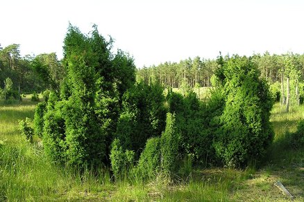 zeigt Wacholdersträucher mit Wald im Hintergrund