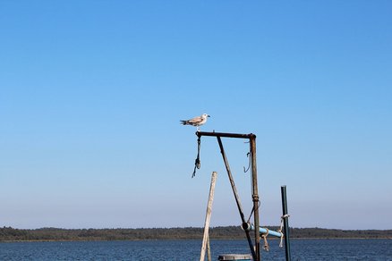 zeigt Möwe auf einem Metallmast am Warper See