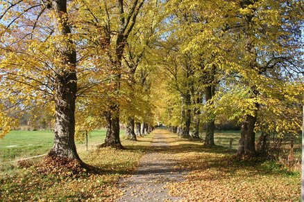 zeigt baumbestandene Allee im Herbst