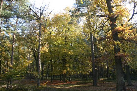 zeigt Waldlandschaft