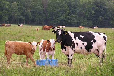 zeigt Kühe auf der Weide