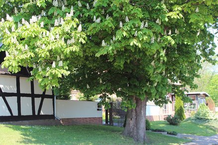 zeigt blühende Kastanie vor einem Gebäude