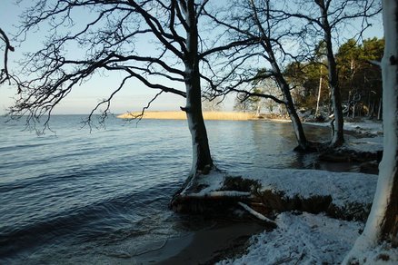 zeigt Strandbereich mit Bäumen im Winter
