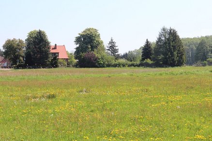 zeigt Wiesenraum mit dahinterliegender Bebauung