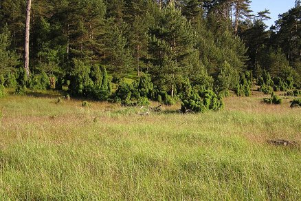 zeigt einen Waldrand mit Kiefern und Wacholdersträuchern