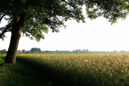 zeigt Blick über ein Getreidefeld, im Hintergrund ist die Dorfbebauung erkennbar